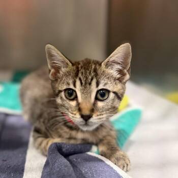 Isabela -  Domestic Short Hair Cat for Adoption in Tampa, Florida - Isabela | PetCurious