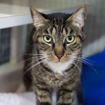 Domestic Short Hair Cats Available for Adoption in Los Angeles, California - Harley | PetCurious