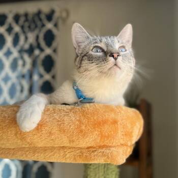 Quinn -  Domestic Short Hair Cat for Adoption in Salt Lake City, Utah - Quinn | PetCurious