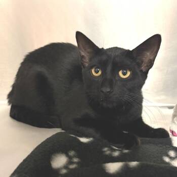 Flapjack -  Domestic Short Hair Cat for Adoption in East Hampton, New York - Flapjack | PetCurious