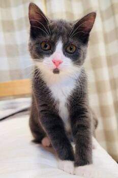 Sperry -  Domestic Short Hair Cat for Adoption in Walled Lake, Michigan - Sperry | PetCurious