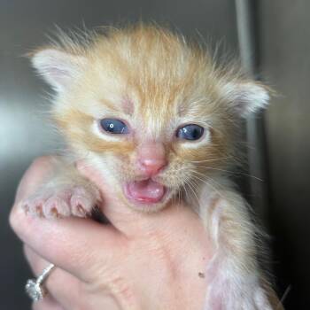 Domestic Short Hair Cats Available for Adoption in Asheville, North Carolina - Milton | PetCurious