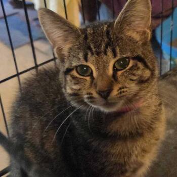 Elzia -  Domestic Short Hair Cat for Adoption in Hanna City, Illinois - Elzia | PetCurious