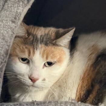 Sophie -  Domestic Short Hair Cat for Adoption in Redwood Valley, California - Sophie | PetCurious