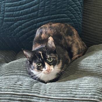 Luna -  Tortoiseshell Cat for Adoption in Los Angeles, California - Luna | PetCurious