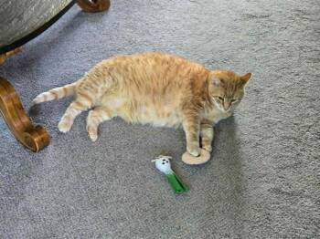 Mammoth -  Domestic Short Hair Cat for Adoption in Wheaton, Illinois - Mammoth | PetCurious