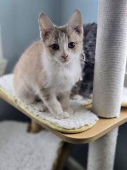 Domestic Short Hair Cats Available for Adoption - Spot | PetCurious