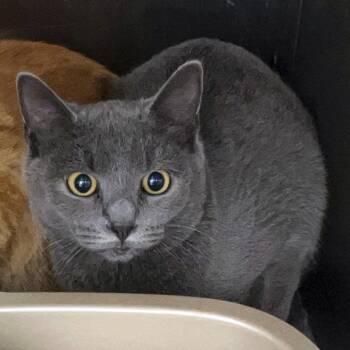 MPAC1052/Liz -  Domestic Short Hair Cat for Adoption in Oak Park, Illinois - MPAC1052/Liz | PetCurious