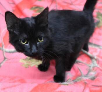 Chippy -  Domestic Short Hair Cat for Adoption in Thief River Falls, Minnesota - Chippy | PetCurious