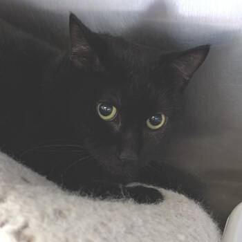 Domestic Short Hair Cats Available for Adoption - Ember | PetCurious