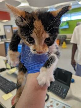 HICKORY -  Domestic Short Hair Cat for Adoption in Louisville, Kentucky - HICKORY | PetCurious