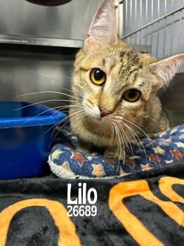 Lilo -  Domestic Short Hair Cat Available for Adoption in Oak Ridge, Tennessee - Lilo | PetCurious