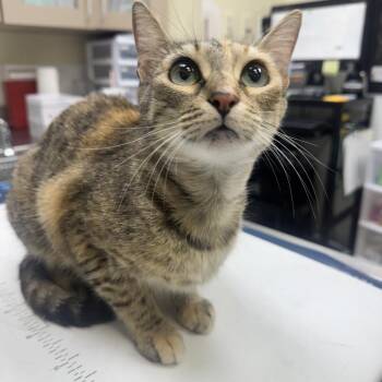 Soren -  Domestic Short Hair Cat for Adoption in Galveston, Texas - Soren | PetCurious
