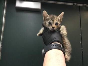 Domestic Short Hair Cats Available for Adoption in Thousand Palms, California - LUCY | PetCurious