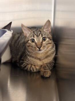 Chili -  Domestic Short Hair Cat for Adoption in Collierville, Tennessee - Chili | PetCurious