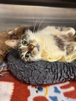 Domestic Medium Hair Cats Available for Adoption - Coco Cabana | PetCurious