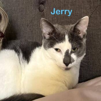 Jerry -  Domestic Short Hair Cat for Adoption in North Richland Hills, Texas - Jerry | PetCurious