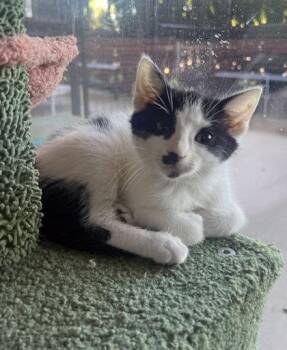 Ted -  Domestic Short Hair Cat Available for Adoption in West Chester, Pennsylvania - Ted | PetCurious