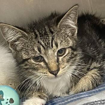 Barbie -  Domestic Short Hair Cat for Adoption in Gloucester, Virginia - Barbie | PetCurious