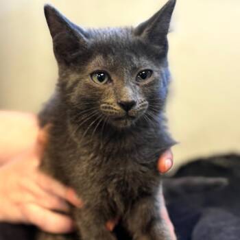 Lucio Cabanas -  Domestic Short Hair Cat for Adoption in Wheeling, Illinois - Lucio Cabanas | PetCurious