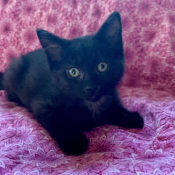 Cherry Coke -  Domestic Short Hair Cat for Adoption in Royal Oak, Michigan - Cherry Coke | PetCurious