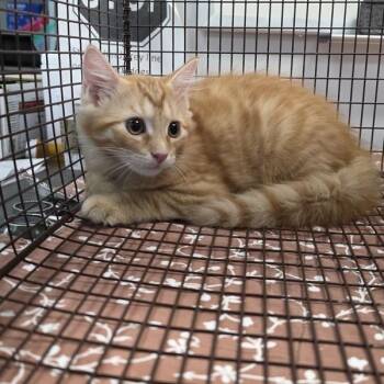 Maverick -  Domestic Short Hair Cat for Adoption in Des Moines, Iowa - Maverick | PetCurious