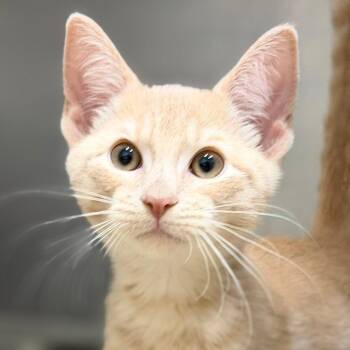 Swiss -  Domestic Short Hair Cat for Adoption in Pittsford, Vermont - Swiss | PetCurious