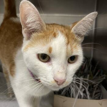 Tangerine -  Domestic Short Hair Cat for Adoption in Philadelphia, Pennsylvania - Tangerine | PetCurious