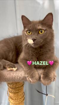 Rescue Domestic Short Hair Cats for Adoption in Enfield, Connecticut - Hazel | PetCurious