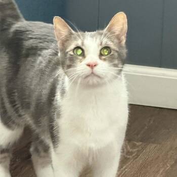 Domestic Short Hair Cats Available for Adoption - Earl | PetCurious