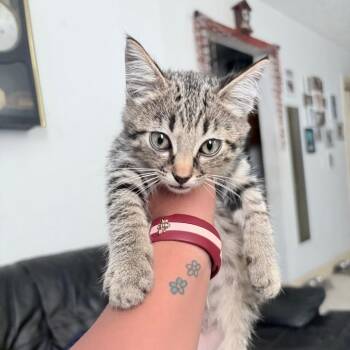 Flea -  Domestic Short Hair Cat for Adoption in West Palm Beach, Florida - Flea | PetCurious