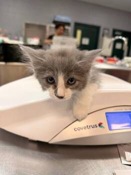 OPIE -  Domestic Short Hair Cat for Adoption in Thousand Palms, California - OPIE | PetCurious