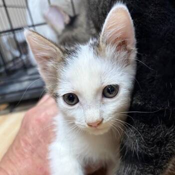 Ice cube -  Domestic Short Hair Cat for Adoption in Kingman, Arizona - Ice Cube | PetCurious
