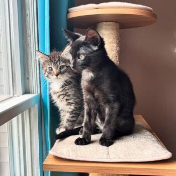Rescue Domestic Medium Hair Cats for Adoption in Westwood, New Jersey - Sapphire And Mabel | PetCurious