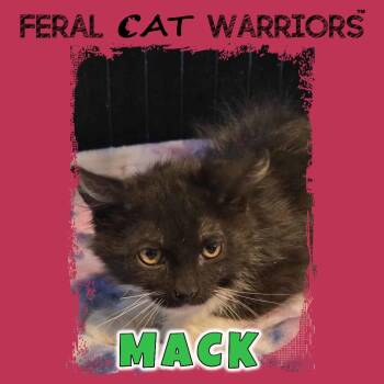 Rescue Domestic Short Hair Cats for Adoption in Kingman, Arizona - Mack | PetCurious
