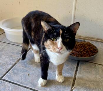 HONEY -  Calico Cat for Adoption in Owensboro, Kentucky - HONEY | PetCurious