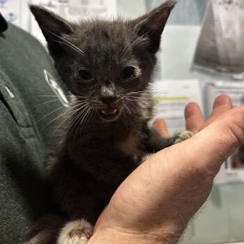 Mittens -  Domestic Short Hair Cat for Adoption in Chattanooga, Tennessee - Mittens | PetCurious