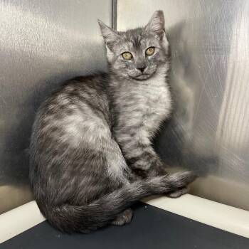 Dip -  Domestic Short Hair Cat for Adoption in Roanoke, Virginia - Dip | PetCurious