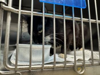 Rescue Domestic Short Hair Cats for Adoption in Decatur, Illinois - ZEKE | PetCurious
