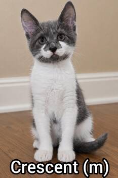 Crescent -Preadoption ONLY -  Domestic Short Hair Cat for Adoption in Chilliwack, British Columbia - Crescent -Preadoption ONLY | PetCurious