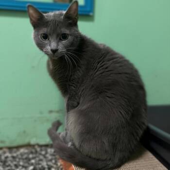 Tallahassee -  Domestic Short Hair Cat for Adoption in Mckenzie, Tennessee - Tallahassee | PetCurious
