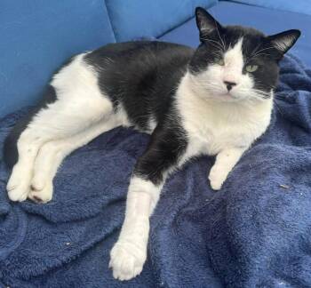 Rescue Domestic Short Hair Cats for Adoption in Beaverton, Oregon - Oreo2 | PetCurious