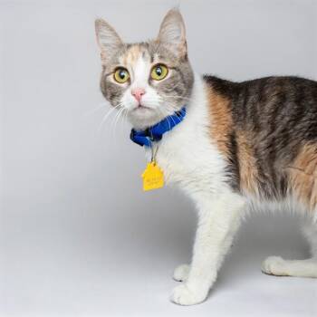 IVY -  Domestic Short Hair Cat for Adoption in St. Louis, Missouri - IVY | PetCurious