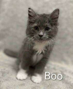 Boo -  Domestic Medium Hair Cat for Adoption in Wyandotte, Michigan - Boo | PetCurious