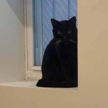 Altair -  Domestic Short Hair Cat for Adoption in Evanston, Illinois - Altair | PetCurious