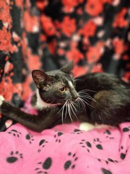 Domestic Short Hair Cats Available for Adoption - JACKO | PetCurious