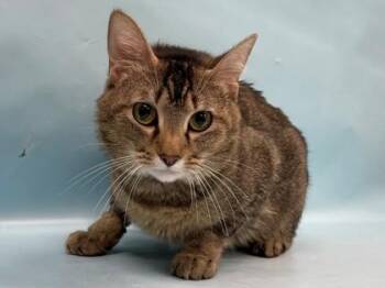 Tigger -  Domestic Short Hair Cat for Adoption in Minneapolis, Minnesota - Tigger | PetCurious
