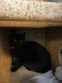 BARN CAT TRESSLE -  Domestic Short Hair Cat for Adoption in Kent, Washington - BARN CAT TRESSLE | PetCurious