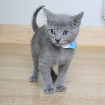 Domestic Short Hair Cats Available for Adoption in Minnetonka, Minnesota - Scott C69021 | PetCurious
