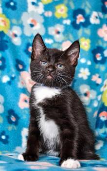 Domestic Short Hair Cats Available for Adoption in Yakima, Washington - Parker | PetCurious